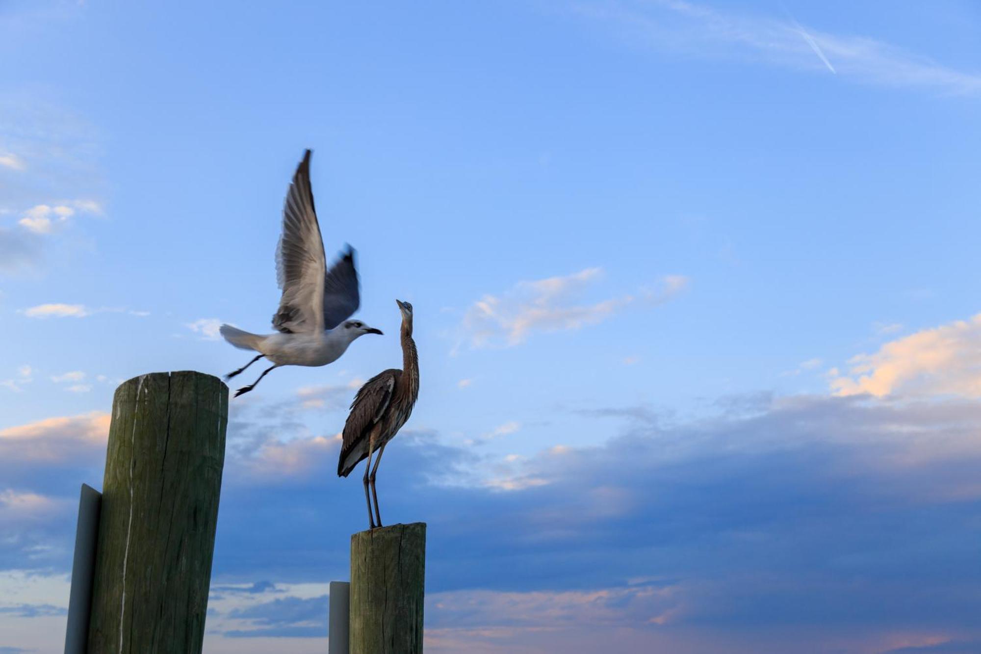 Stoney Creek Villa 299 Hilton Head Island Esterno foto